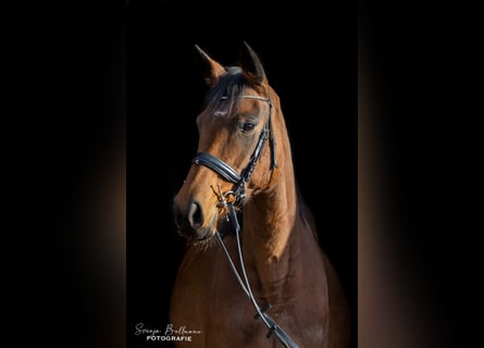 Anglo European Studbook, Stute, 6 Jahre, 160 cm, Brauner
