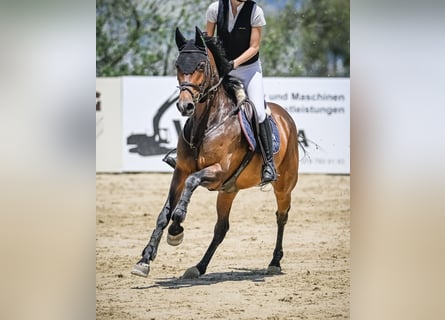 Anglo European Studbook, Stute, 7 Jahre, 163 cm, Brauner