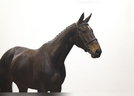 Anglo European Studbook, Stute, 7 Jahre, 169 cm, Dunkelbrauner