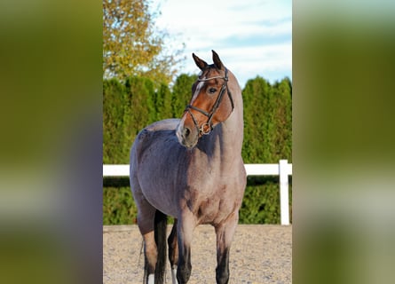 Anglo European Studbook, Stute, 7 Jahre, 170 cm
