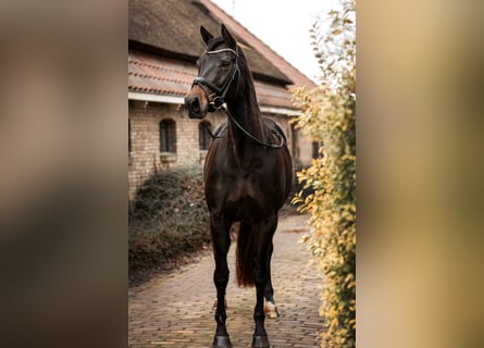 Anglo European Studbook, Stute, 9 Jahre, 169 cm, Dunkelbrauner