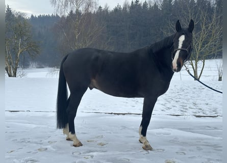 Anglo European Studbook, Wałach, 7 lat, 172 cm, Skarogniada