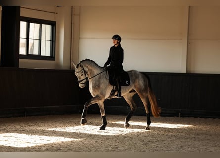 Anglo European Studbook, Wałach, 5 lat, 172 cm, Siwa jabłkowita