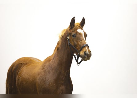 Anglo European Studbook, Wallach, 2 Jahre, 156 cm