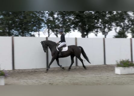 Anglo European Studbook, Wallach, 6 Jahre, 173 cm, Rappe