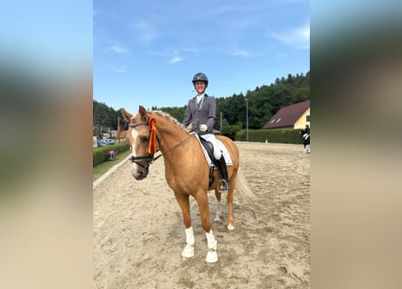 Anglo European Studbook, Wallach, 7 Jahre, 165 cm, Palomino
