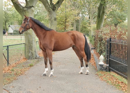 Anglo European Studbook, Wallach, 7 Jahre, 165 cm