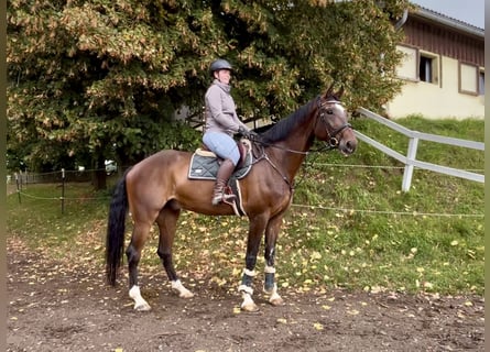 Anglo European Studbook, Wallach, 7 Jahre, 174 cm, Dunkelbrauner