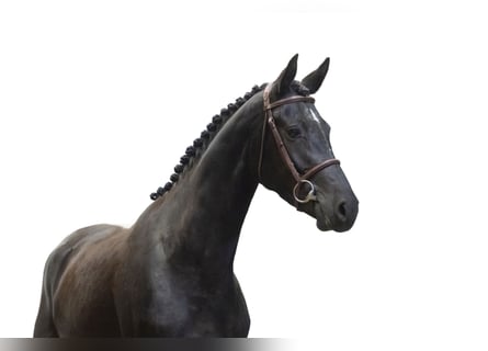 Anglo European Studbook, Yegua, 4 años, 163 cm, Castaño oscuro
