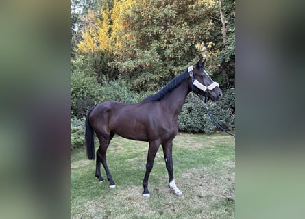 Anglo European Studbook, Yegua, 4 años, 165 cm, Negro