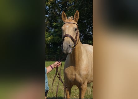 Anglo European Studbook, Yegua, 8 años, 165 cm, Palomino