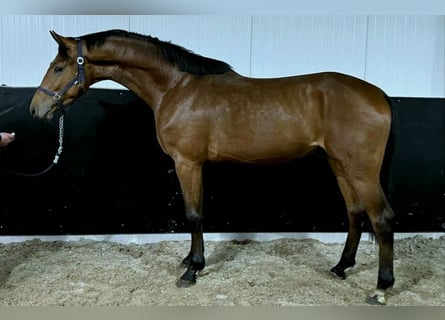 Anglo-europeisk stambok, Hingst, 3 år, 168 cm