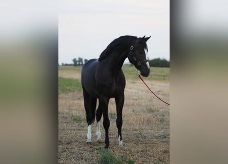 Anglo-europeisk stambok, Hingst, 3 år, 170 cm, Mörkbrun