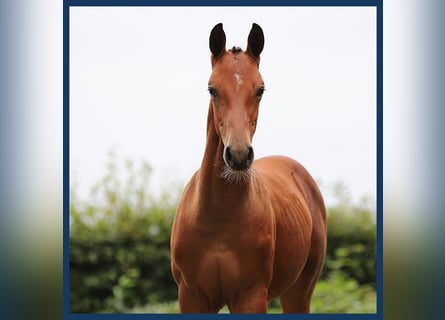 Anglo-europeisk stambok, Hingst, Föl (01/2024), Brun