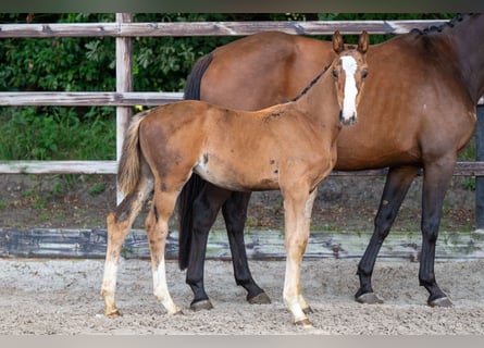 Anglo-europeisk stambok, Hingst, Föl (01/2024), Brun