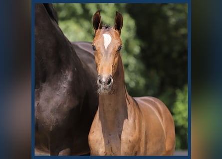 Anglo-europeisk stambok, Hingst, Föl (01/2024)