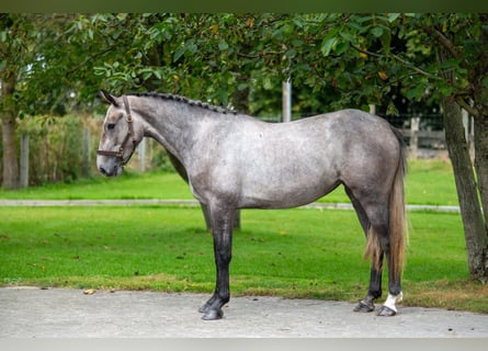 Anglo-europeisk stambok, Sto, 3 år, 160 cm, Grå