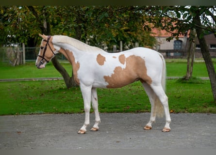 Anglo European Studbook, Wallach, 6 Jahre, 147 cm, Schecke