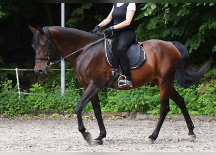 Angloarab Shagya, Klacz, 11 lat, 154 cm, Gniada