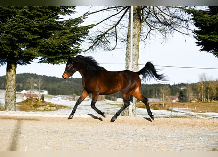 Angloarab Shagya, Klacz, 4 lat, 156 cm, Gniada