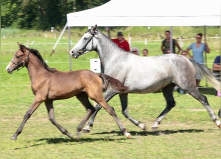 Angloarab Shagya, Ogier, 1 Rok, 157 cm, Może być siwy