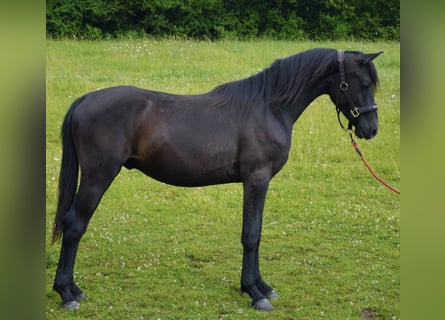 Angloarab Shagya, Ogier, 2 lat, 155 cm, Może być siwy