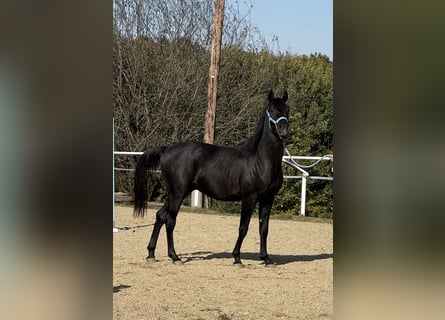 Angloarab Shagya, Ogier, 2 lat, 160 cm, Siwa