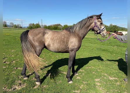 Angloarab Shagya, Ogier, 4 lat, 155 cm, Siwa
