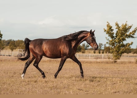 Angloarab Shagya, Wałach, 3 lat, 157 cm, Gniada