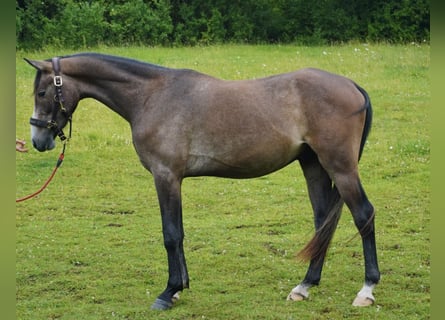 Angloarab Shagya, Wałach, 3 lat, 161 cm, Siwa