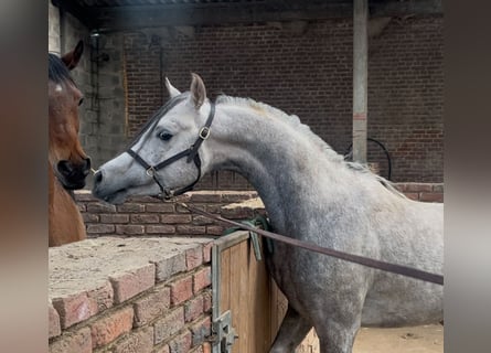 Angloarab Shagya, Wałach, 4 lat, 154 cm, Siwa