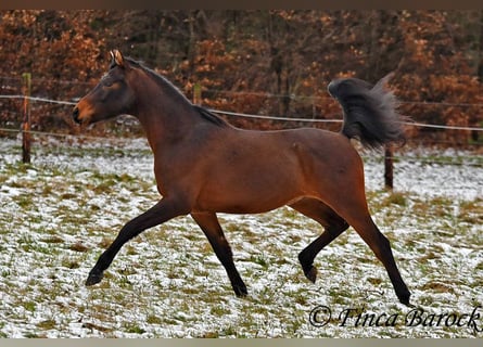 Angloarab Shagya, Wałach, 6 lat, 150 cm, Gniada