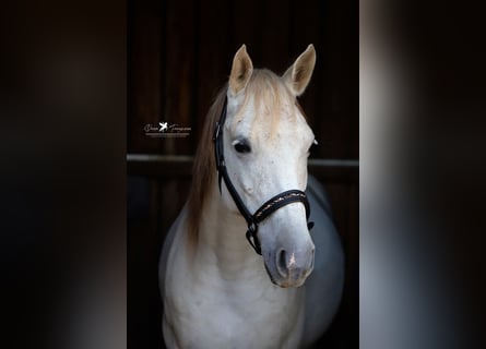 Angloarab Shagya, Wałach, 9 lat, 152 cm, Siwa