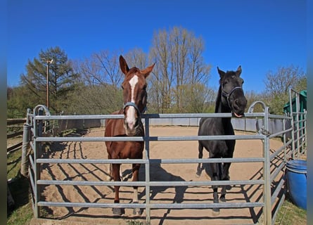 Bienvenue avec vos chevaux dans votre nouveau foyer !