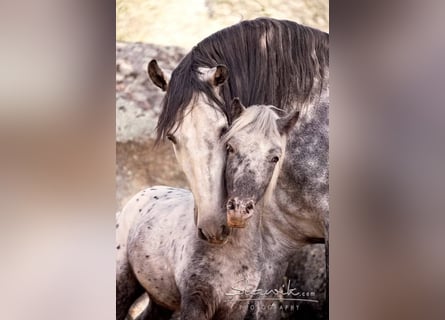 Écurie en semi-liberté, nous garantissons des chevaux heureux.