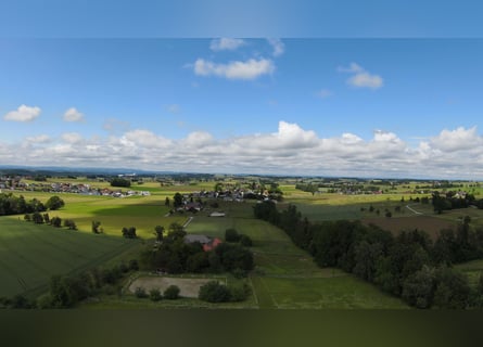 Rarität im OÖ Salzkammergut,  Nähe Gmunden, Österreich 