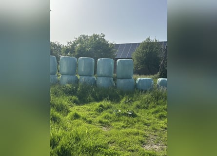 Foin en balles ou en vrac pour l'engraissement ou le maintien, idéal pour la supplémentation en fibr