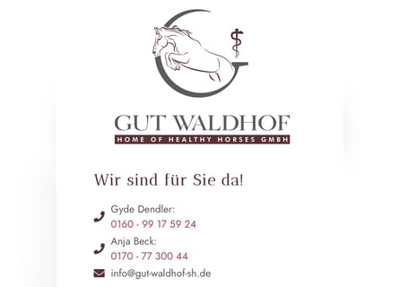2* Einstellerbox sowie 1 * Berittplatz  / Vorstellung von Verkaufspferden 