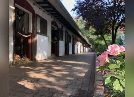 Écurie de dressage en plein cœur de Francfort, boxes et manège.