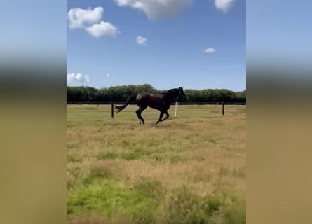 Pension pour chevaux et stage près de Niebüll / Mer du Nord – Pension complète disponible