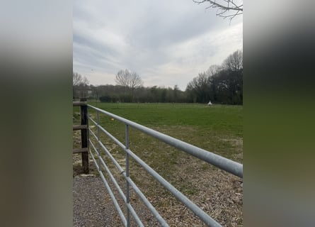 Places de box disponibles – Écurie calme et verdoyante avec paddocks 🌿 Le mois de mai apporte du re