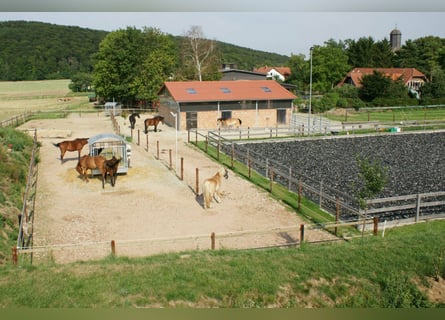 Platz in kleinem, privaten Bewegungsstall - Nähe Göttingen/Witzenhausen