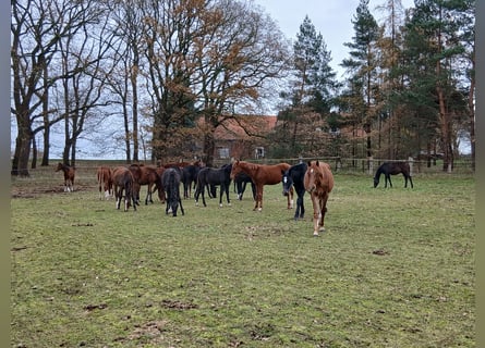 Élevage avec beaucoup de paddocks et d'espace en plein air