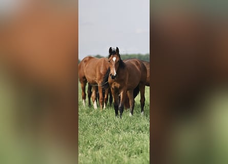 Paddock d'élevage pour étalons / Enclos d'élevage pour jeunes étalons près de Hanovre