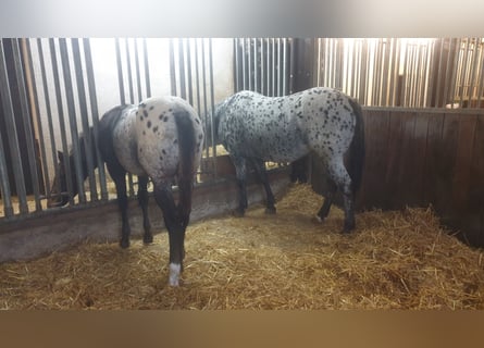 3 boxes de paddock avec un manège de 600 m² attenant, idéal pour l'équitation et le débourrage quoti