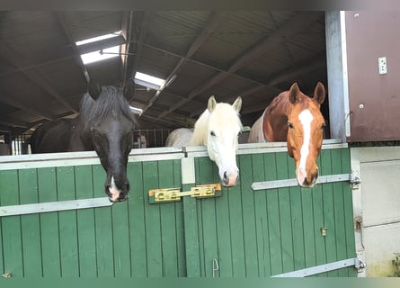 Freier Pensionsplatz / Laufstall