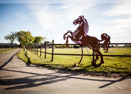 Pferdeboxen frei auf moderner Reitanlage mit Reithalle