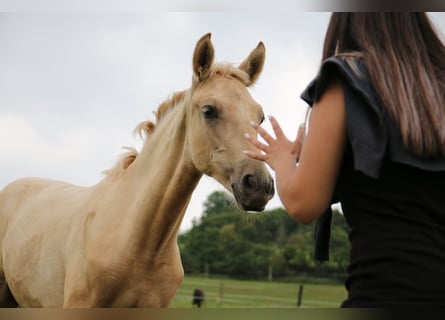 Kommunikation und Interaktion Pferd - Reiter 13.09.26 ab 13:00 Uhr