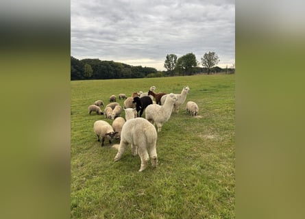 7 Alpakas 5 Wallache und 2 Stuten 