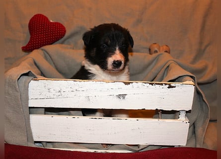 Border Collie Welpen aus Hütelinien 